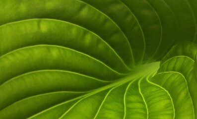 Soft focus Green leaf close up background.