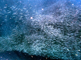 Naklejka na ściany i meble huge school of sardines in moalboal on cebu island