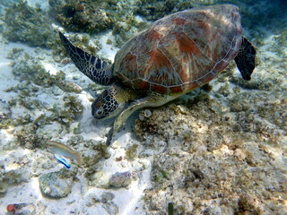 sea turtle in the coast near waters at moalboal