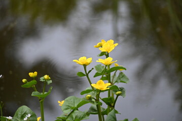 Yellow flowering plant in front of a pond