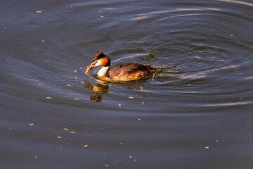 Great crested grebe in its natural habitat swimming in lake