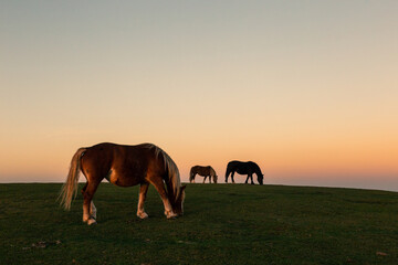 Minimalistic view of horses pasturing on top of a mountan at dusk - 603486500