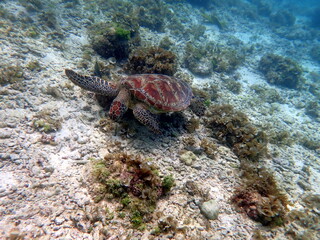 Fototapeta na wymiar sea turtle in the coast near waters at moalboal