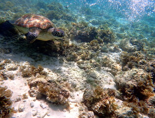 Naklejka na ściany i meble sea turtle in the coast near waters at moalboal