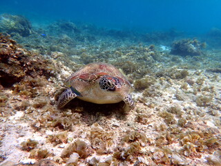 sea turtle in the coast near waters at moalboal
