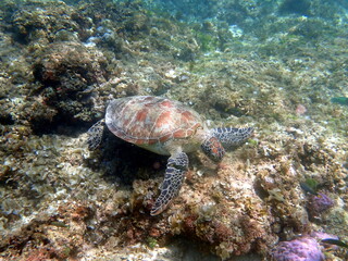Naklejka na ściany i meble sea turtle in the coast near waters at moalboal