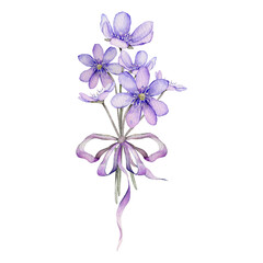 Watercolor spring flowers isolated on white background. Scilla. Coppice, hepatica - first spring flowers. Illustration of delicate lilac flowers. Primroses, the anemones. forest flowers liverwort - obrazy, fototapety, plakaty