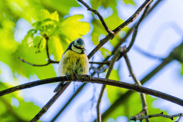 Titmouse bird, small wildlife birds, at public park