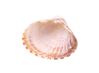 Brown seashell, transparent background