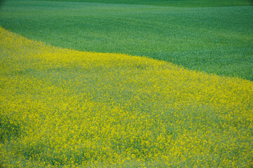 Pofalowane pola pełne żółtych i zielonych upraw.