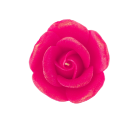 Pink candle-rose, transparent background