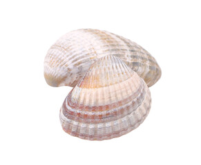 Two seashells, transparent background