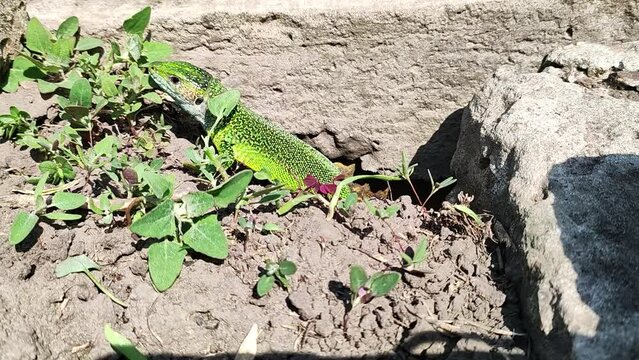 Green reptile hiding between stones