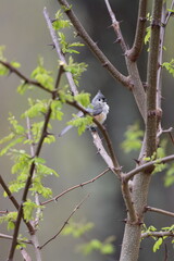 A tufted titmouse sitting in a locust tree after a brief spring rain shower