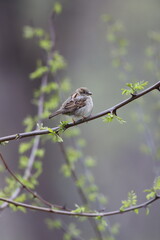 A female house sparrow sitting in a locust tree in springtime in New York
