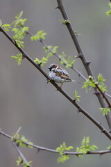 A male house sparrow sitting in a locust tree in New York in springtime