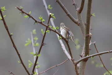 Eye contact with a female house sparrow in a budding locust tree in springtime