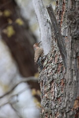 A northern flicker climbing a tree in Westchester County, New York