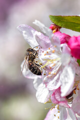 A honey bee collects pollen from the flowers of an apple tree close-up. Summer and spring backgrounds.