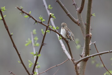 Female house sparrow sitting in a budding black locust tree in early springtime
