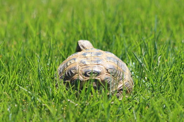 A tortoise walking away in green grass on a sunny spring afternoon