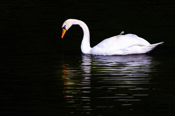 beautiful white swan floating on calm water