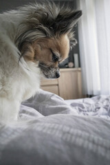 Chihuahua in the bedroom looking sad and down SideView
