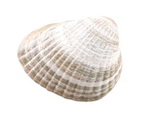 Gray seashell, transparent background