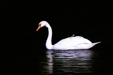 beautiful white swan floating on calm water