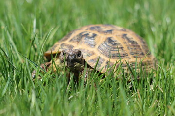 Face to face with a tortoise in the grass 