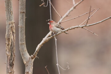 A male house finch sitting in a bare black locust tree in early springtime