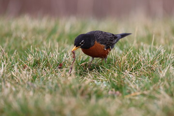 An American robin pulling a worm out of the ground in springtime