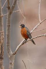 An American robin sitting in a bare tree in early spring in New York