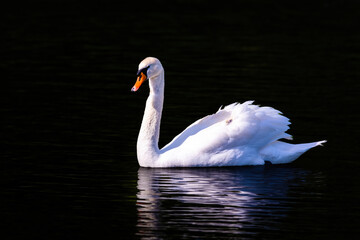 beautiful white swan floating on calm water