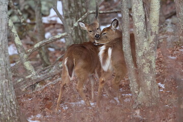 A sweet moment between a whitetail doe and her yearling