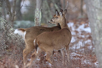 Two whitetail deer standing cheek to cheek
