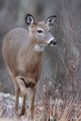 A whitetail deer in Westchester County, NY, in late winter