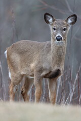 A young white-tailed deer in late winter