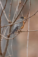 An American robin in a thorny black locust tree