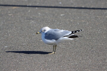 A ring billed gull casting a shadow on pavement