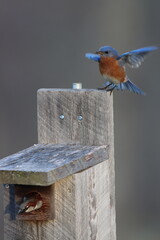 A house sparrow making a quick exit as an eastern bluebird arrives