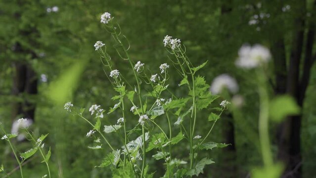 Garlic mustard or Alliaria petiolata edible wild plant growing in the forest at springtime, black ants walk on the plant.  