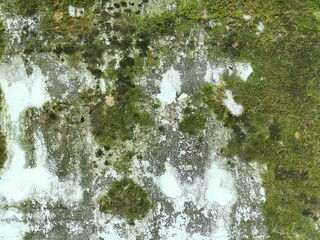 Green moss on the wall. The grunge texture is an old gray concrete wall.