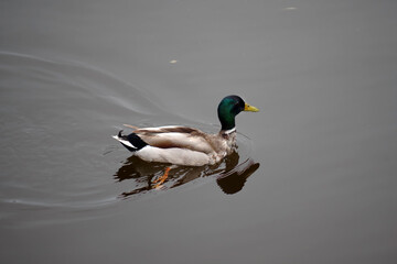 Fototapeta premium A male mallard duck swimming