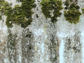 Green moss on the wall. The grunge texture is an old gray concrete wall.