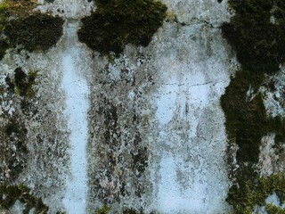 Green moss on the wall. The grunge texture is an old gray concrete wall.