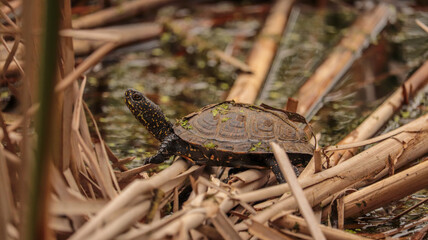 turtle in the grass