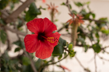 beautiful hibiscus flower closeup red tea greece
