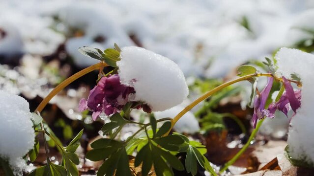 Corydalis solida plant also called fumewort or bird-in-a-bush flowers. Spring wildflowers in the forest. Fumewort blooming bush near the water stream	
