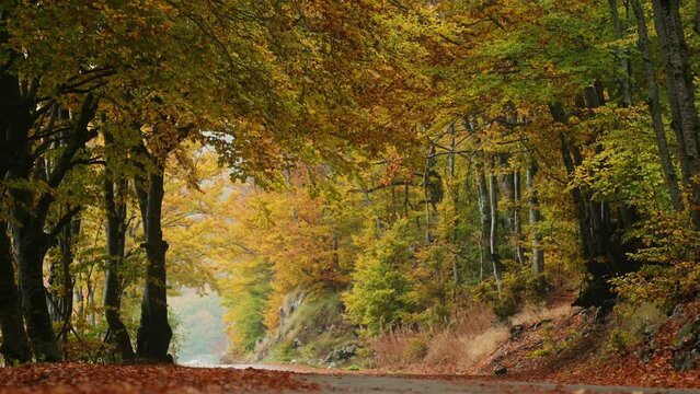 View of empty mountain road covered by fallen yellow leaves in a forest on foggy fall day. Falling leaves on autumn day